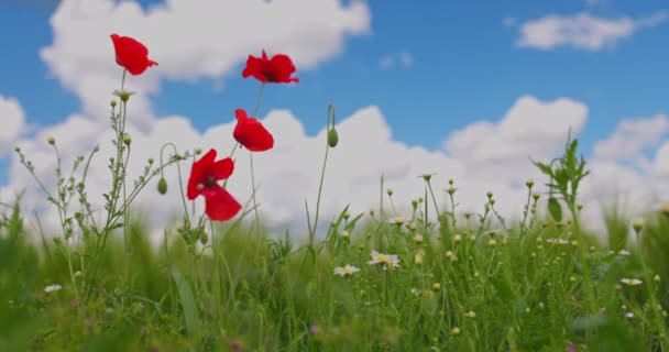 Poppy Kwiaty Pole Piękny Letni Dzień — Wideo stockowe
