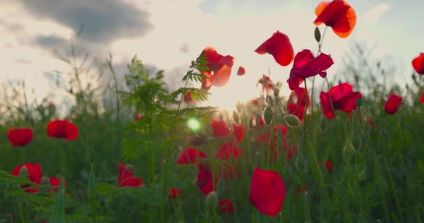 Rode Papaver Bloemen Groen Landbouwveld Tegen Blauwe Lucht Met Wolken — Stockvideo