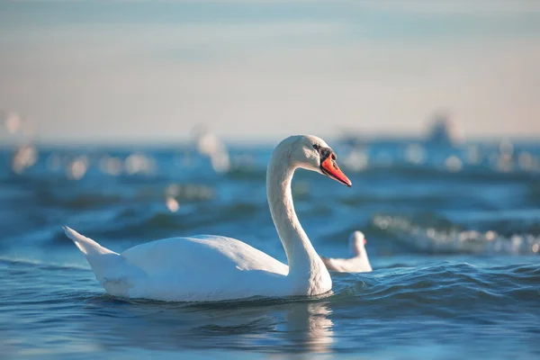 Bílé Labutě Moři Úsvit — Stock fotografie