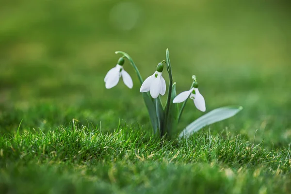 Galanthus Nivalis Flores Primavera Nevada Sobre Fondo Verde — Foto de Stock