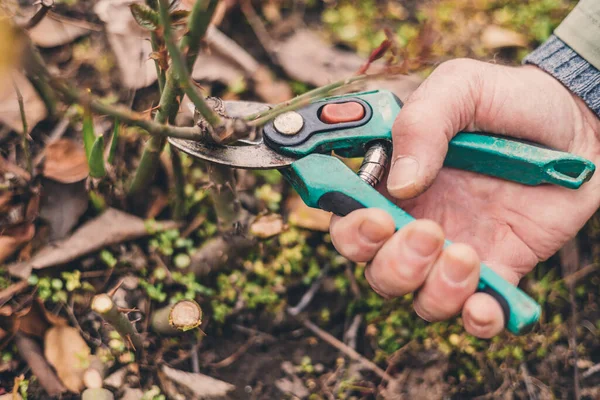 Landwirt Mit Gartenschere Schneidet Die Zweige Der Rosensträucher Beschneiden Von — Stockfoto