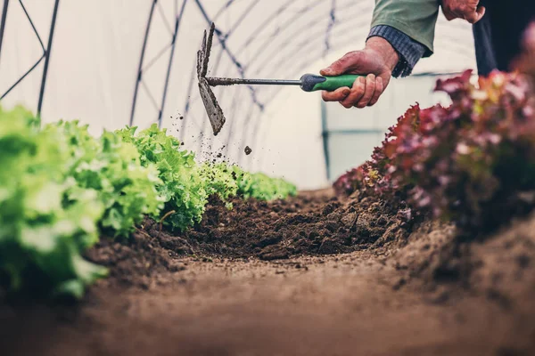 Agricultor Cuidar Saladas Alface Vegetal Hidropônico Orgânico Estufa Plantando Horta — Fotografia de Stock