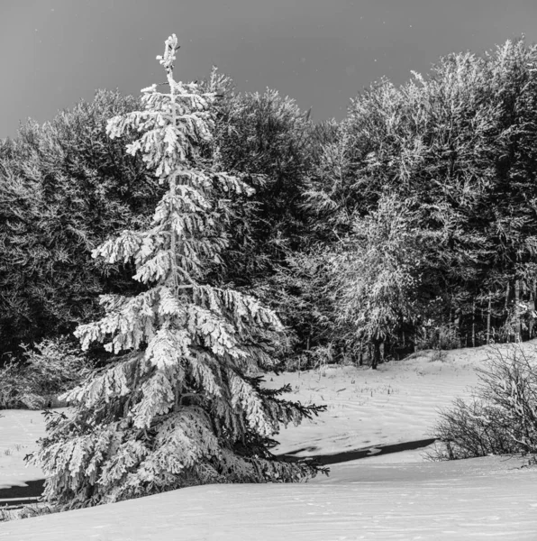Χειμερινό Τοπίο Από Έλατο Χιονιού Και Δάσος Ερυθρελάτης Ασπρόμαυρη Άποψη — Φωτογραφία Αρχείου