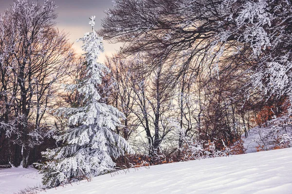 日没時の雪のモミの木とトウヒの森の冬の風景 — ストック写真