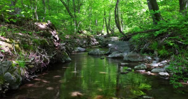 Płynący Strumień Lesie Górska Rzeka Potok — Wideo stockowe