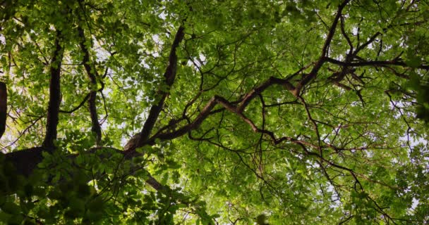 Árbol Con Rayos Sol Perspectiva Del Bosque Luz Solar Través — Vídeos de Stock