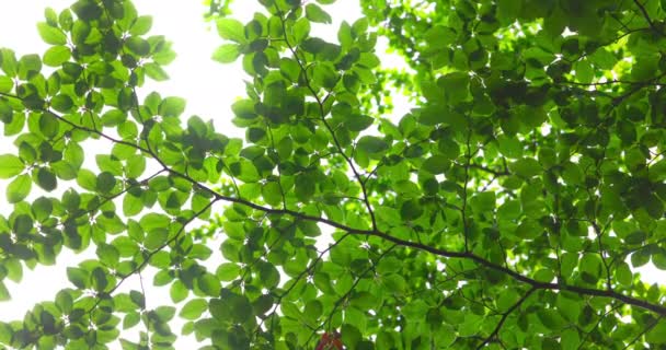Πράσινα Φύλλα Δέντρου Θέα Στο Δάσος Από Την Άποψη Του — Αρχείο Βίντεο