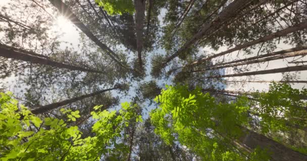 Perspektivischer Blick Auf Den Majestätischen Waldpark Sanftes Sonnenlicht Durch Bäume — Stockvideo