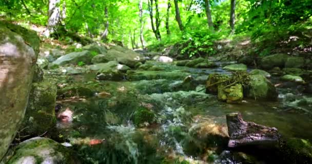 森林中流淌的溪流 山河小河 — 图库视频影像