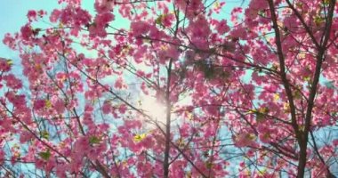 Sakura kiraz ağacının çiçek açan çiçekleri güneş ışığında mavi gökyüzüne karşı, ilkbahar zamanı.