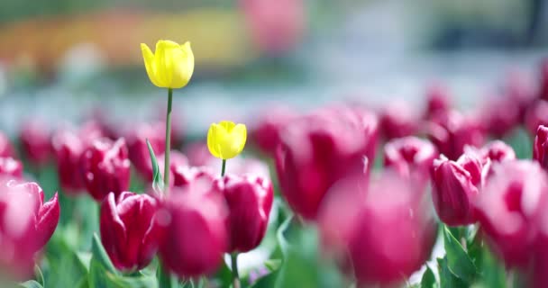 Tulpengarten Einem Stadtpark Schöne Rosa Und Gelbe Blüten Die Frühling — Stockvideo
