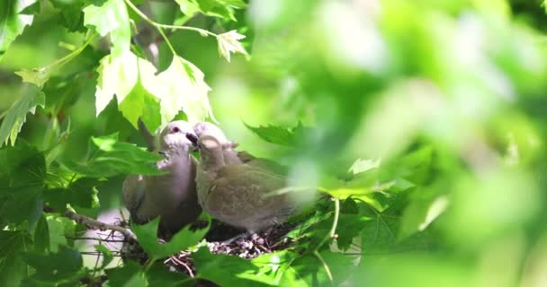 木の枝に巣にハトの家族 母親は雛に餌をやりました ケアと愛 — ストック動画