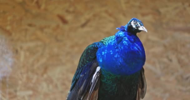 Pavo Real Con Plumas Una Rama — Vídeos de Stock