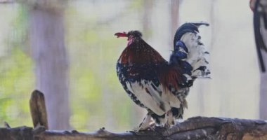 Çiftlik tavuklarında öten horoz