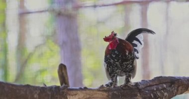 Güzel horoz, sabah küçük horoz ötüyor çiftlik tavuklarında.