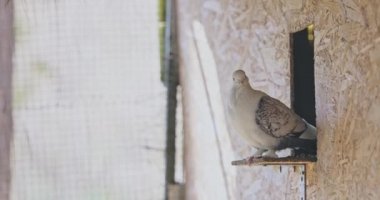 Kafesteki güvercin. Güvercin kuş evinde duruyor..