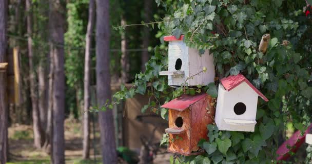 Vogelhuisje Aan Een Boom Prachtig Bos Lentetijd — Stockvideo