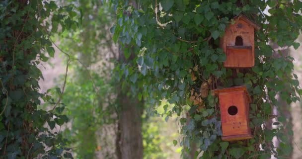 Madárház Egy Fán Gyönyörű Erdőben Tavasszal — Stock videók