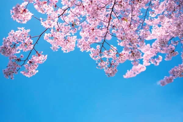 Gyönyörű Cseresznyevirág Természetes Elvont Háttér — Stock Fotó