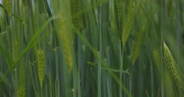 Taze yeşil buğday tarlası ve güneşli bir gün. Mavi gökyüzü ve tüylü beyaz bulutlar.