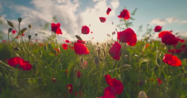 赤ポピーや野花を咲かせる緑の牧草地 — ストック動画