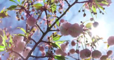 Pembe bahar ağacının çiçek açan çiçekleri, Japon kirazlı sakurası.