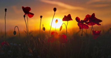 Haşhaş çiçekleriyle dolu buğday tarlası günbatımına karşı gökyüzü, yavaş çekim 4k video