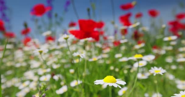 Voorjaarsveld Met Prachtige Wilde Bloemen Zonnige Dag Tarwe Papaver Madeliefjes — Stockvideo