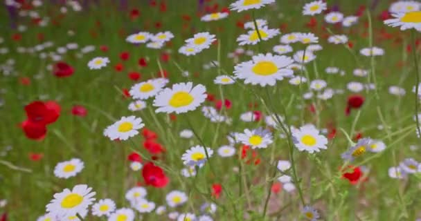 野生の花と緑のフィールド デイジーとケシの新鮮な牧草地と植物 — ストック動画