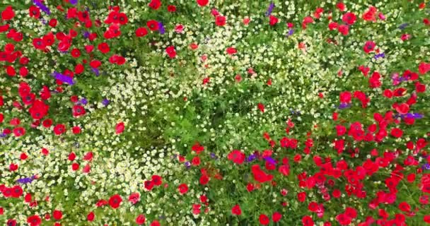 Pole Pszenicy Rolniczej Pełne Dzikich Kwiatów Jak Czerwone Maki Stokrotki — Wideo stockowe