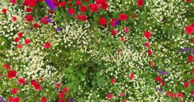 Taze yeşil çayır ve çiçek. Renkli tarımsal alan.