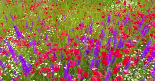 緑の野と野の花を咲かせます ポピー デイジー バイオレットの花 — ストック動画