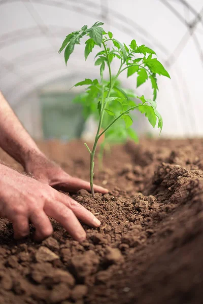 Farmer Holding Tomato Plant Greenhouse Homegrown Organic Vegetables — Stock Photo, Image