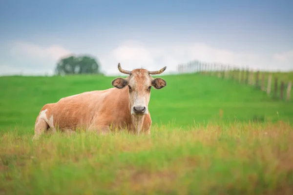 Koe Een Weiland Gras Het Platteland Boerderij — Stockfoto