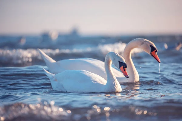 Cygnes Blancs Dans Mer Coup Soleil Levant — Photo