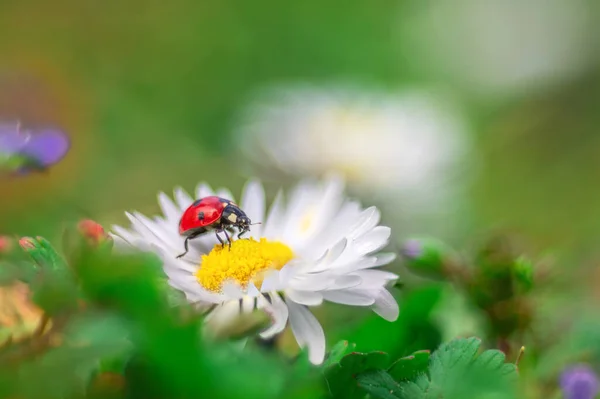 Uğur Böceği Turuncu Arka Plan Ile Papatya Çiçek — Stok fotoğraf