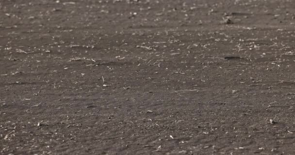 Органічний Ґрунт Пил Повітрі Над Оброблюваним Сільськогосподарським Полем Після Оранки — стокове відео