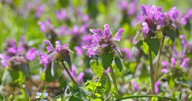 Mor kır çiçekleri ve yeşil çimenler. Çiçek ve çimen tarlası