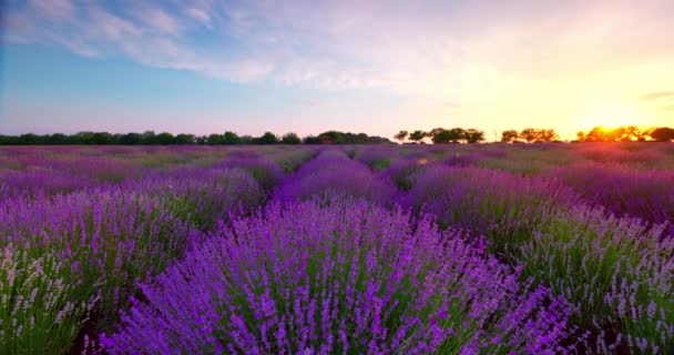 Lavendel Bloemen Eindeloze Rijen Bloeiende Veld Tijdens Schilderachtige Zonsondergang — Stockvideo