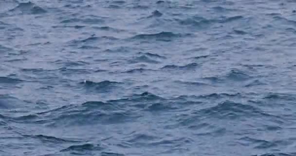 Błękitna Woda Morska Falami Falowymi Jako Tło Natury — Wideo stockowe