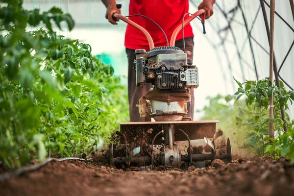 Agricultor Com Cultivador Máquinas Cava Solo Horta Plantas Tomates Estufa — Fotografia de Stock