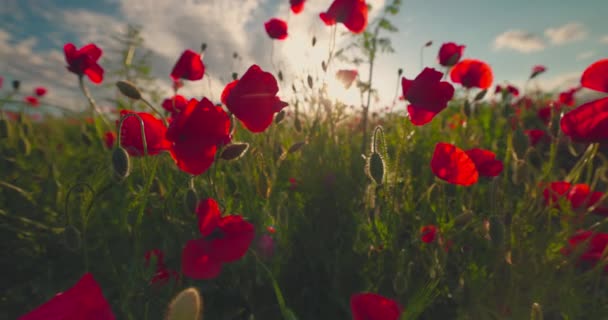 Red Poppies Green Wheat Field Poppy Plants — Video