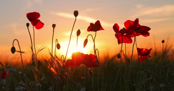 Meadow Wildflowers Poppy Plants Sunset Sky — Video