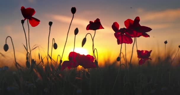 日没時の太陽に対する農地のポピーの花と緑の小麦 — ストック動画
