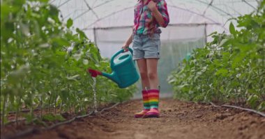 Dişi çiftçi, serada sulama tenekesiyle domates fidelerini suluyor. Organik gıda ve sebzeler