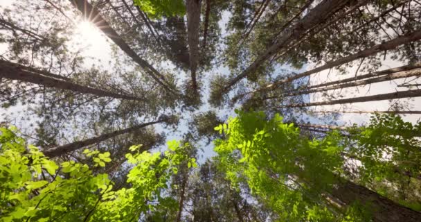 Raggi Luce Solare Una Foresta Verde Alberi Foglie Verdi Prospettiva — Video Stock