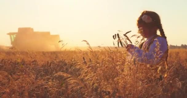Harvest Golden Wheat Field Combine Bulgarian Girl Folklore Dress Harvesting — Stock Video