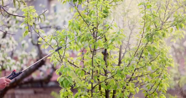 春の果樹園でリンゴの開花木を噴霧農家の庭師 — ストック動画
