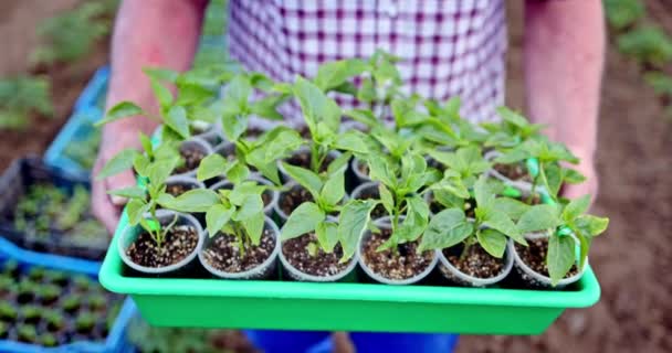 Фермер Посадит Молодые Томатные Саженцы Огороде Органические Овощи Теплице — стоковое видео