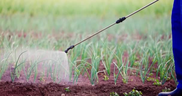 Ogrodnik Rolnik Spryskujący Pestycydami Organicznymi Sadzonki Cebuli Podlewanie Roślin Polu — Wideo stockowe